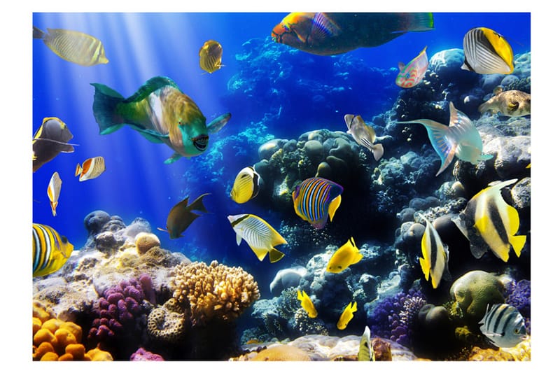 Valokuvatapetti Underwater Adventure 200x140 - Artgeist sp. z o. o. - Sisustustuotteet - Seinäkoristeet - Tapetit - Valokuvatapetit