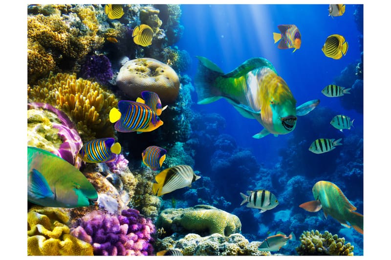 Valokuvatapetti Underwater Paradise 400x309, Artgeist sp. z o. o.