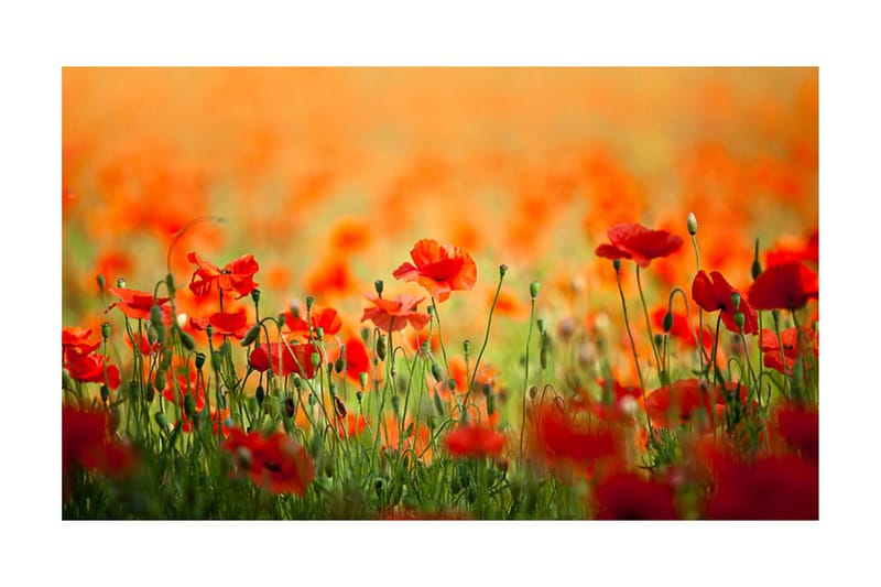 Valokuvatapetti Unikko kimmalteleva kesäpäivä 450x270, Artgeist sp. z o. o.