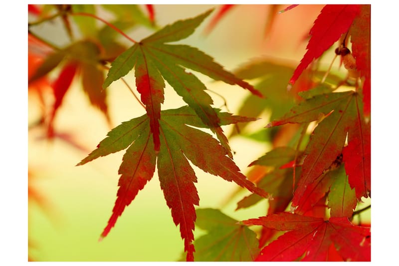 Valokuvatapetti Värikkäitä lehtiä 200x154, Artgeist sp. z o. o.