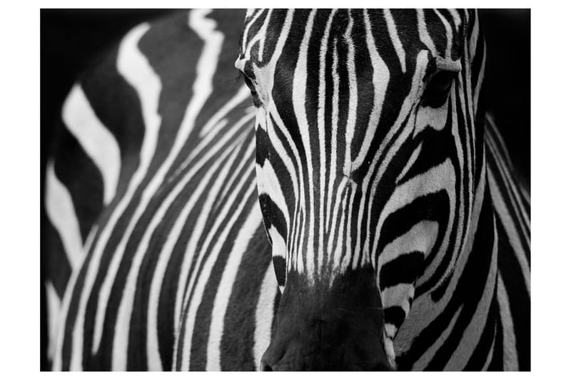 Valokuvatapetti Valkoinen Mustat Raidat 250x193, Artgeist sp. z o. o.