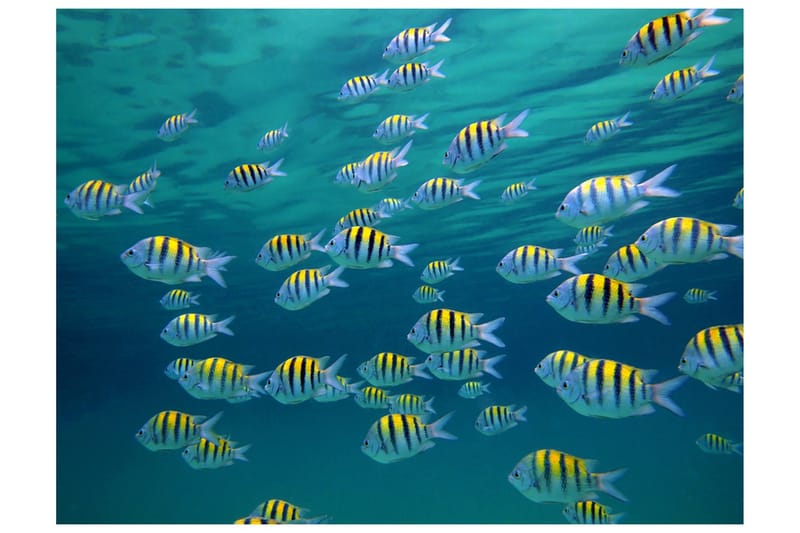 Valokuvatapetti Vedenalainen maisema Karibia 250x193, Artgeist sp. z o. o.