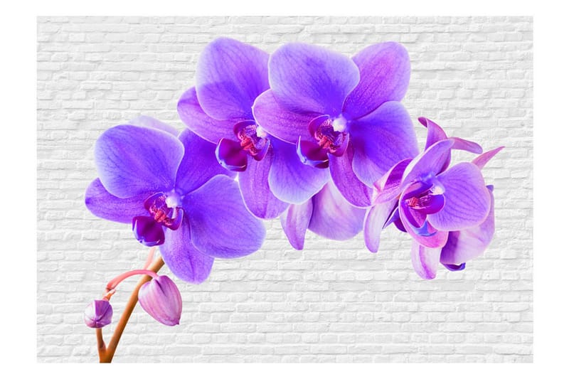 Valokuvatapetti Violet Excitation 350x245 - Artgeist sp. z o. o. - Sisustustuotteet - Seinäkoristeet - Tapetit - Valokuvatapetit