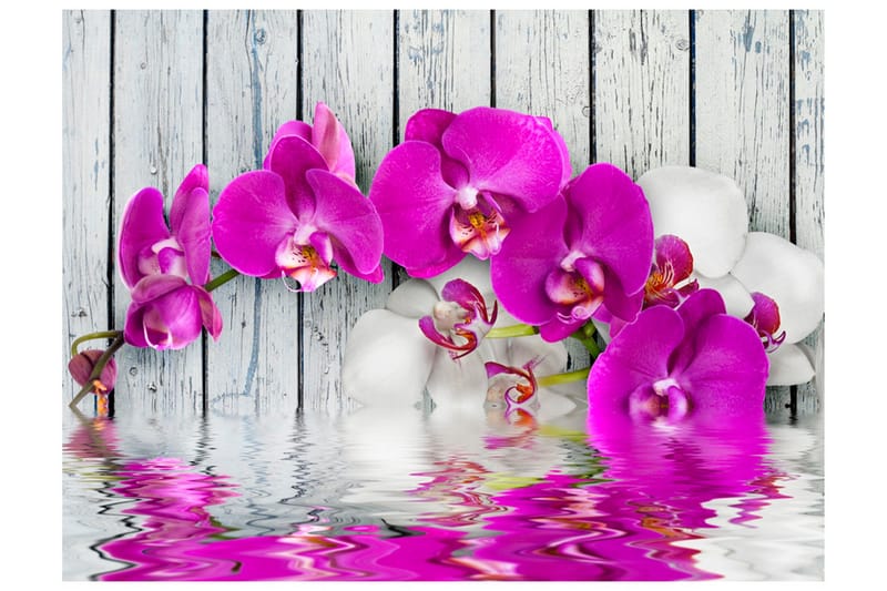 Valokuvatapetti Violet Orchids With Water Reflexion 350x270, Artgeist sp. z o. o.