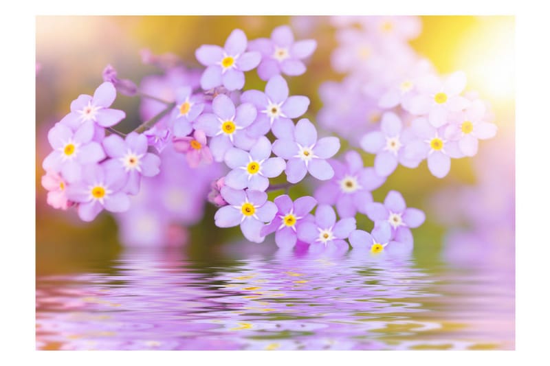 Valokuvatapetti Violet Petals In Bloom 250x175 - Artgeist sp. z o. o. - Sisustustuotteet - Seinäkoristeet - Tapetit - Valokuvatapetit