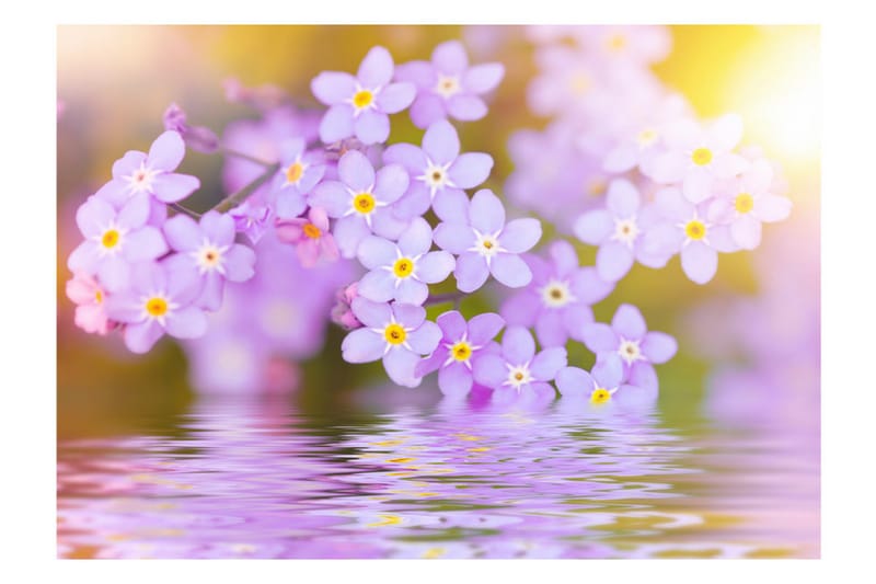Valokuvatapetti Violet Petals In Bloom 250x175 - Artgeist sp. z o. o. - Sisustustuotteet - Seinäkoristeet - Tapetit - Valokuvatapetit