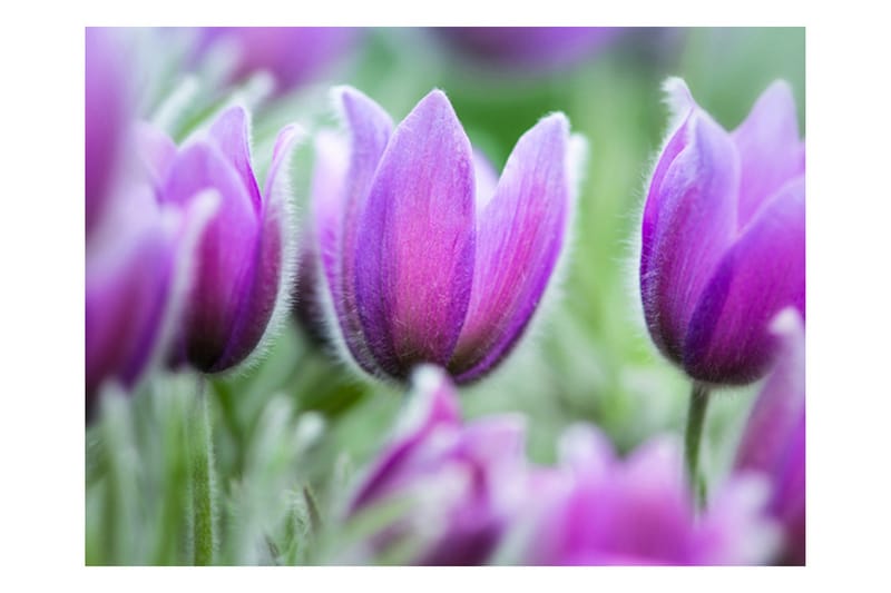 Valokuvatapetti Violetti Kevät Tulppaanit 200x154 - Artgeist sp. z o. o. - Sisustustuotteet - Seinäkoristeet - Tapetit - Valokuvatapetit