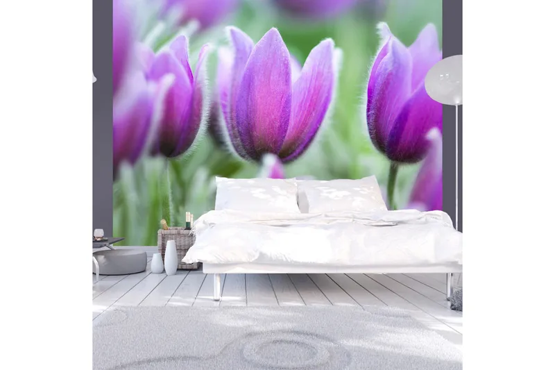 Valokuvatapetti Violetti Kevät Tulppaanit 200x154, Artgeist sp. z o. o.