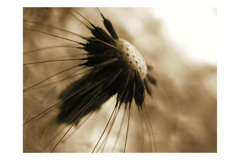 Valokuvatapetti Voikukka Sepia 300x231 - Artgeist sp. z o. o. - Sisustustuotteet - Seinäkoristeet - Tapetit - Valokuvatapetit