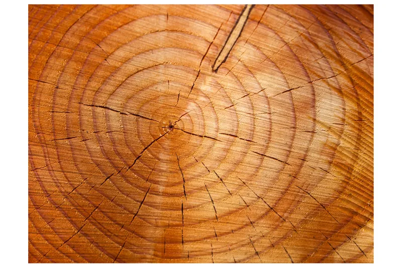 Valokuvatapetti Vuosirenkaat puunrungossa 200x154, Artgeist sp. z o. o.