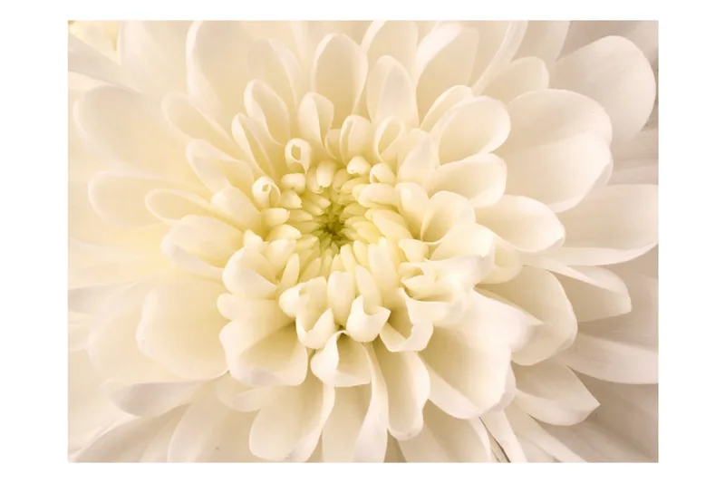 Valokuvatapetti White Dahlia 350x270 - Artgeist sp. z o. o. - Sisustustuotteet - Seinäkoristeet - Tapetit - Valokuvatapetit
