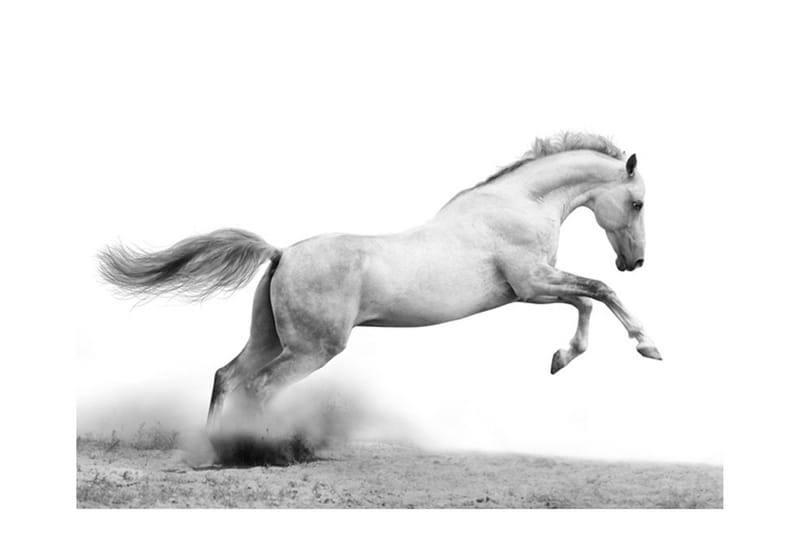 Valokuvatapetti White Gallop 300x231 - Artgeist sp. z o. o. - Sisustustuotteet - Seinäkoristeet - Tapetit - Valokuvatapetit