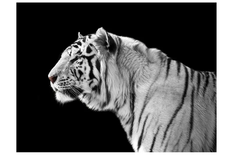 Valokuvatapetti White Tiger 400x309, Artgeist sp. z o. o.