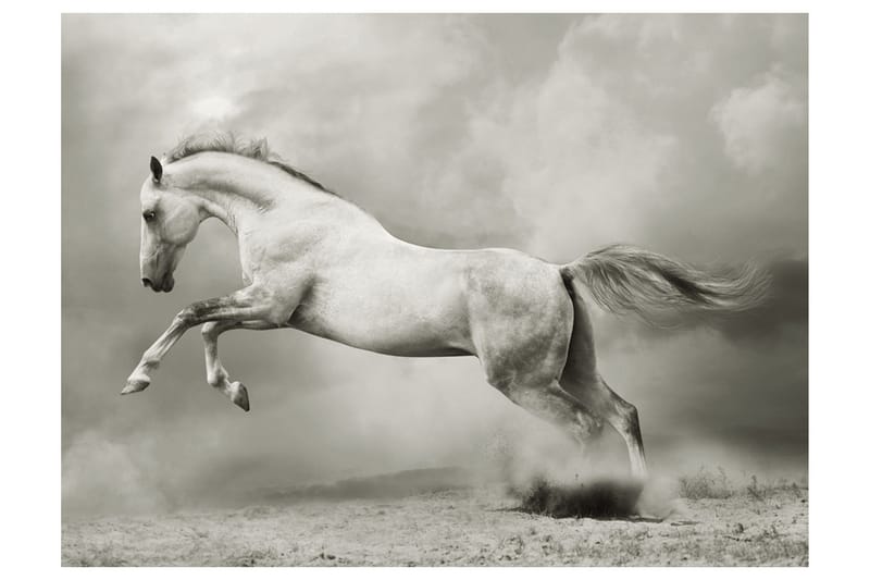 Valokuvatapetti Wild Stallion 200x154, Artgeist sp. z o. o.