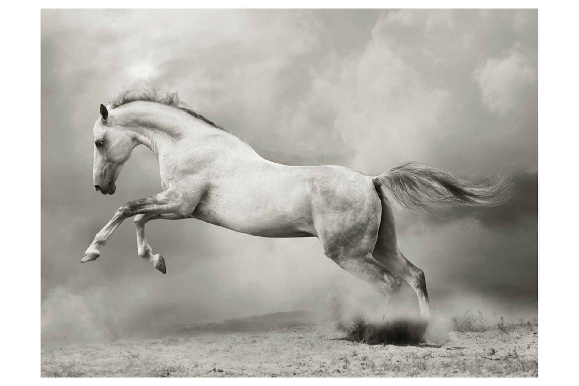 Valokuvatapetti Wild Stallion 300x231 - Artgeist sp. z o. o. - Sisustustuotteet - Seinäkoristeet - Tapetit - Valokuvatapetit