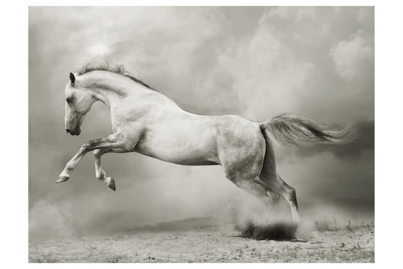 Valokuvatapetti Wild Stallion 350x270, Artgeist sp. z o. o.