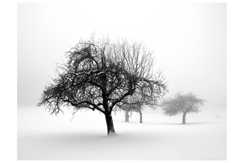 Valokuvatapetti Winter Trees 400x309 - Artgeist sp. z o. o. - Sisustustuotteet - Seinäkoristeet - Tapetit - Valokuvatapetit