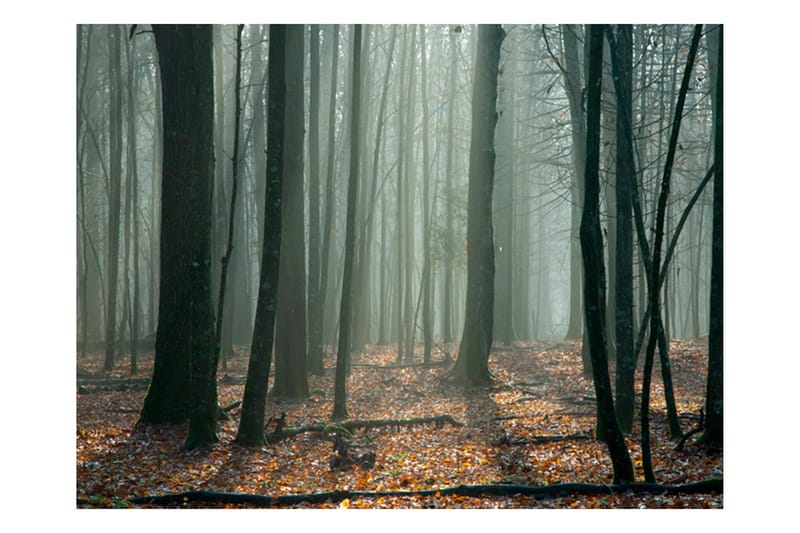 Valokuvatapetti Witches' Forest 250x193 - Artgeist sp. z o. o. - Sisustustuotteet - Seinäkoristeet - Tapetit - Valokuvatapetit