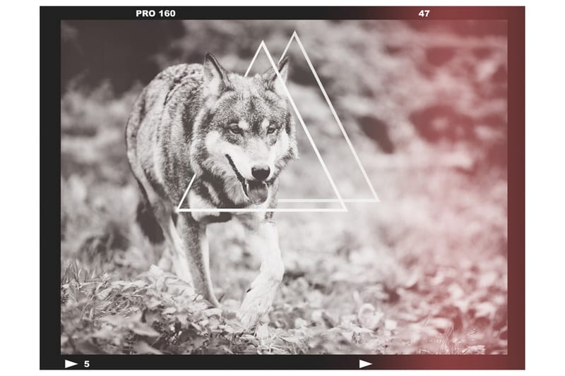 Valokuvatapetti Wolf Photo 300x231 - Artgeist sp. z o. o. - Sisustustuotteet - Seinäkoristeet - Tapetit - Valokuvatapetit