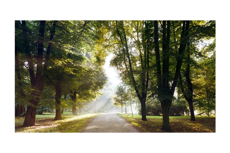 Valokuvatapetti XXL Morning Walk II 500x280 - Artgeist sp. z o. o. - Sisustustuotteet - Seinäkoristeet - Tapetit - Valokuvatapetit