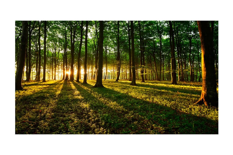 Valokuvatapetti XXL Mystical Morning II 500x280 - Artgeist sp. z o. o. - Sisustustuotteet - Seinäkoristeet - Tapetit - Valokuvatapetit