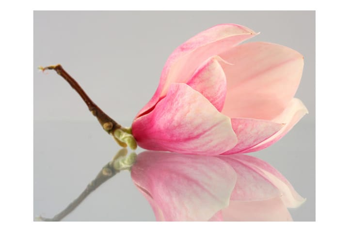 Valokuvatapetti Yksinäinen magnoolian kukka 300x231 - Artgeist sp. z o. o. - Valokuvatapetit