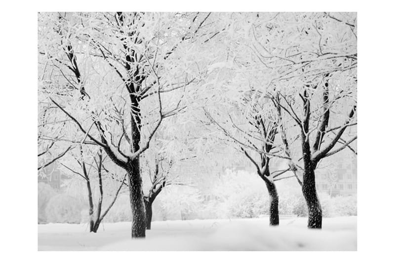 Valokuvatapetti Puu Talvimaisema 350x270 - Artgeist sp. z o. o. - Sisustustuotteet - Seinäkoristeet - Tapetit - Valokuvatapetit