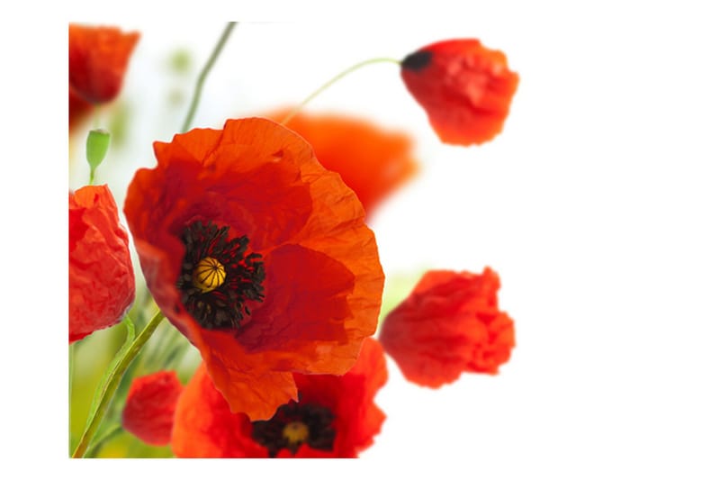 Valokuvatapetti Poppies On The Wihite Background 250x193 - Artgeist sp. z o. o. - Sisustustuotteet - Seinäkoristeet - Tapetit - Valokuvatapetit