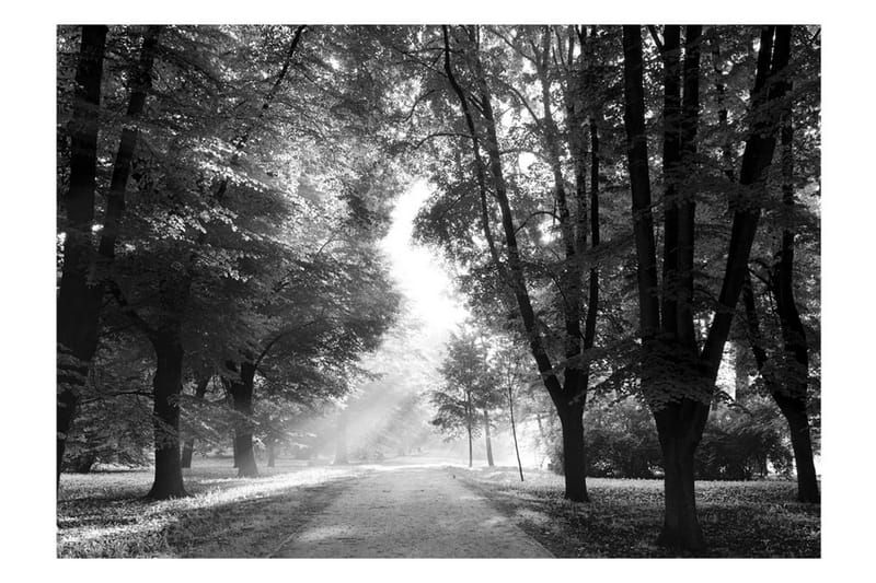 Valokuvatapetti Path Of Memories 300x210 - Artgeist sp. z o. o. - Sisustustuotteet - Seinäkoristeet - Tapetit - Valokuvatapetit
