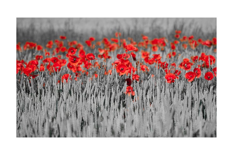 Valokuvatapetti Punainen unikko mustalla ja valkoisella 450x - Artgeist sp. z o. o. - Sisustustuotteet - Seinäkoristeet - Tapetit - Valokuvatapetit