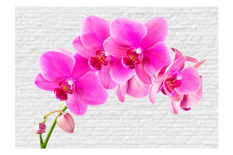 Valokuvatapetti Pink Excitation 350x245 - Artgeist sp. z o. o. - Sisustustuotteet - Seinäkoristeet - Tapetit - Valokuvatapetit