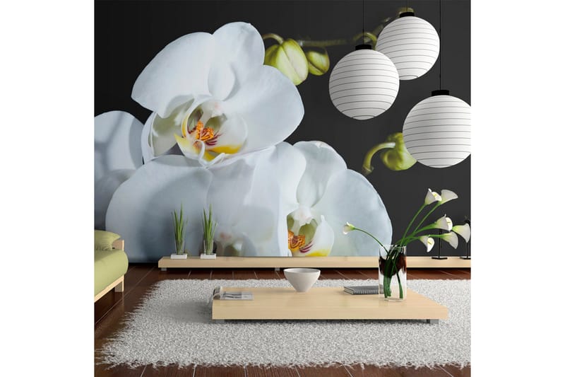 Valokuvatapetti Phalaenopsis 450x270, Artgeist sp. z o. o.