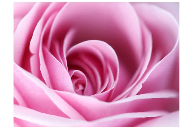 Valokuvatapetti Pink Rose 200x154 - Artgeist sp. z o. o. - Sisustustuotteet - Seinäkoristeet - Tapetit - Valokuvatapetit
