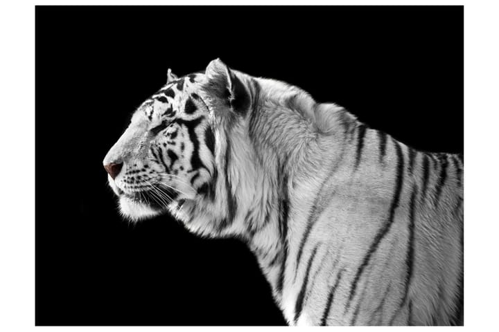 Valokuvatapetti White Tiger 300x231 - Artgeist sp. z o. o. - Valokuvatapetit