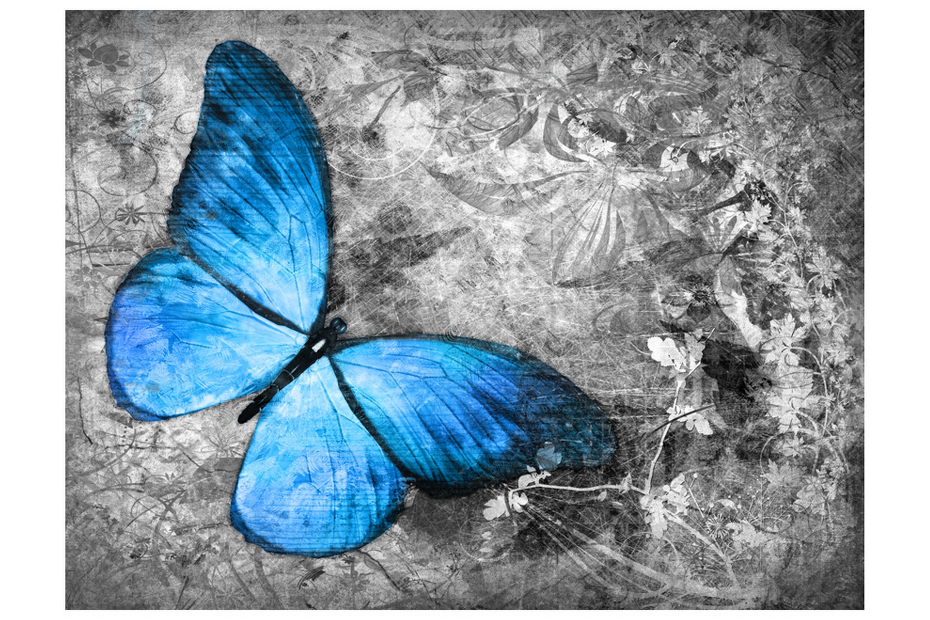 Valokuvatapetti Blue Butterfly 300x231 - Artgeist sp. z o. o.