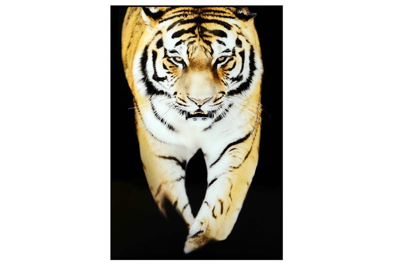 Taulu Tiger, 88x012 cm Monivärinen