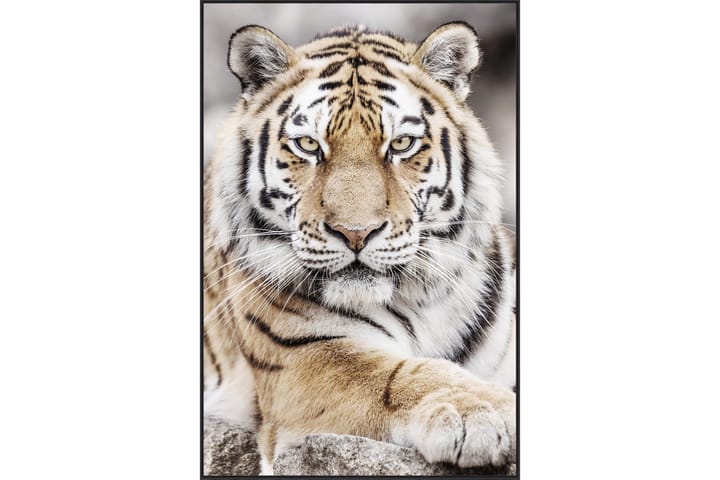 Akryylitaulu Tiger 80x120 cm - Monivärinen - Taulu & taide