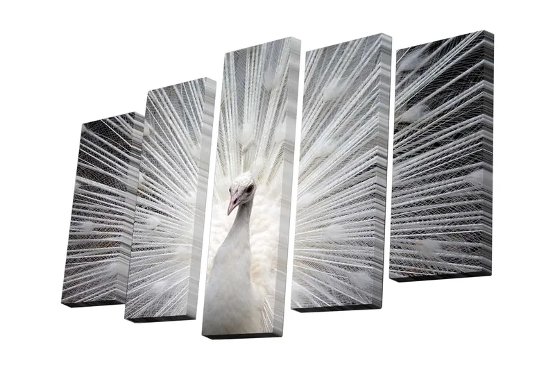 5-osainen canvas-taulu 82x50 cm - Valkoinen riikinkukko levitetyillä höyhenillä, Valkoinen / Harmaa