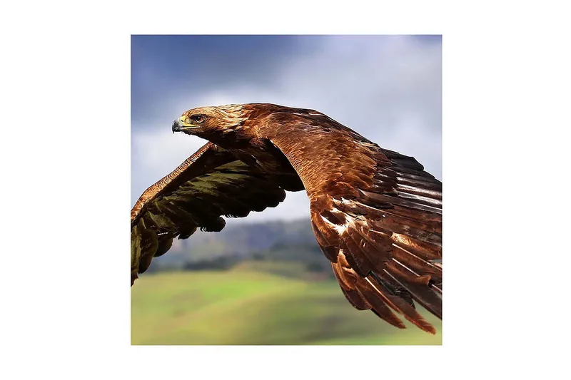 Canvas-taulu 45x45 cm - Höyhenkotka majesteettisessa lennossa, Tummanruskea / Vaaleanruskea / Musta