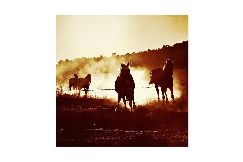 Canvas-taulu 45x45 cm - Hevoset laukkaamassa lammikossa auringonlaskun valossa, Tummanruskea / Kultainen / Beige