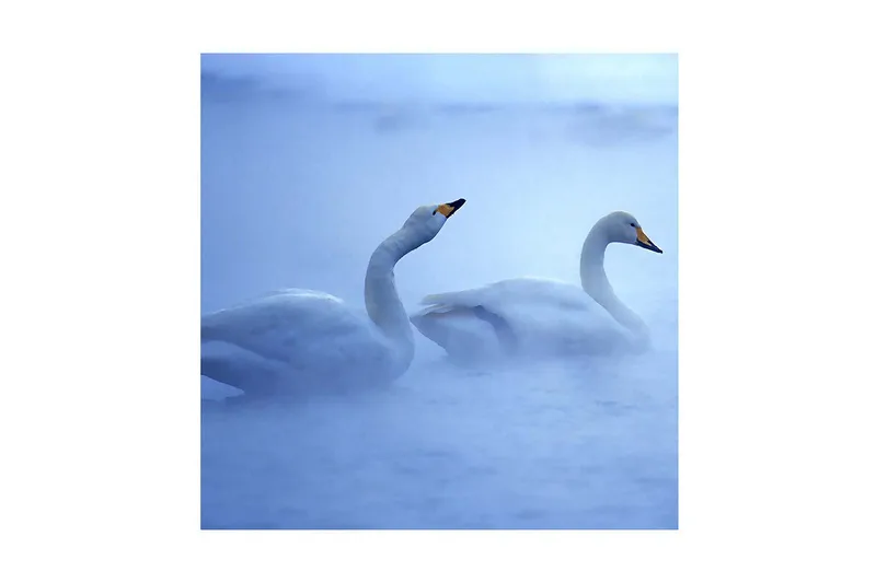 Canvas-taulu 45x45 cm - Kaksi joutsenta ui sumussa - Valkoinen / Sininen - Sisustustuotteet - Taulu & taide - Canvas-taulu