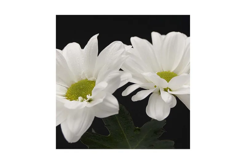 Canvas-taulu 45x45 cm - Kauniit valkoiset kukat vihreillä keskiosilla, Valkoinen / Vihreä