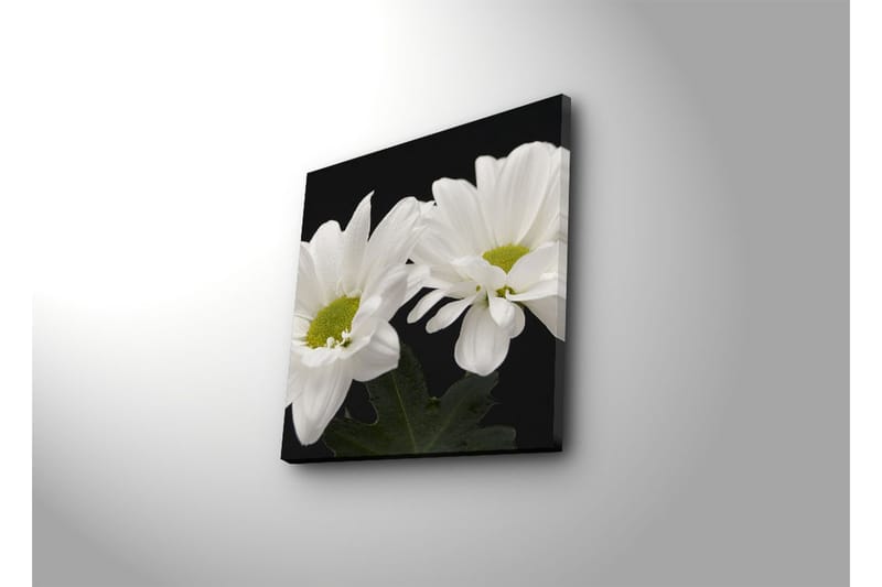 Canvas-taulu 45x45 cm - Kauniit valkoiset kukat vihreillä keskiosilla - Valkoinen / Vihreä - Sisustustuotteet - Taulu & taide - Canvas-taulu