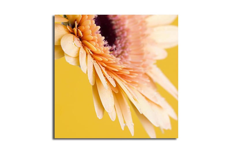 Canvas-taulu 45x45 cm - Kaunis kukka kirkkailla terälehdillä ja vesipisaroilla - Vaaleanpunainen / Keltainen / Violetti - Sisustustuotteet - Taulu & taide - Canvas-taulu