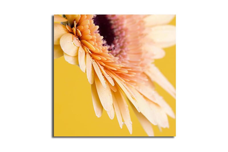 Canvas-taulu 45x45 cm - Kaunis kukka kirkkailla terälehdillä ja vesipisaroilla, Vaaleanpunainen / Keltainen / Violetti