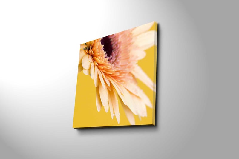 Canvas-taulu 45x45 cm - Kaunis kukka kirkkailla terälehdillä ja vesipisaroilla - Vaaleanpunainen / Keltainen / Violetti - Sisustustuotteet - Taulu & taide - Canvas-taulu
