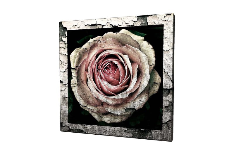 Canvas-taulu 45x45 cm - Kaunis ruusu yksityiskohtaisella tekstuurilla ja värivivahteilla, Vaaleanpunainen / Harmaa / Musta