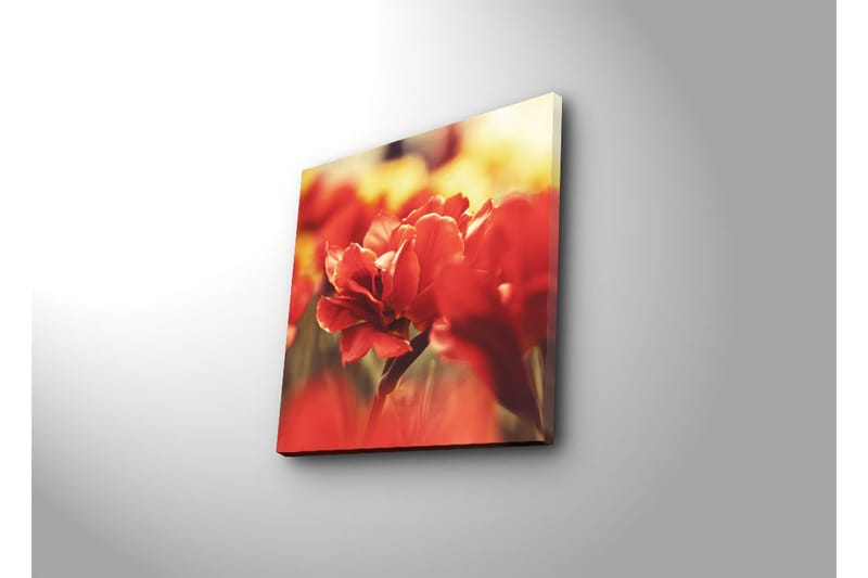 Canvas-taulu 45x45 cm - Kaunis punainen tulppaani keskipisteenä - Punainen / Vihreä - Sisustustuotteet - Taulu & taide - Canvas-taulu