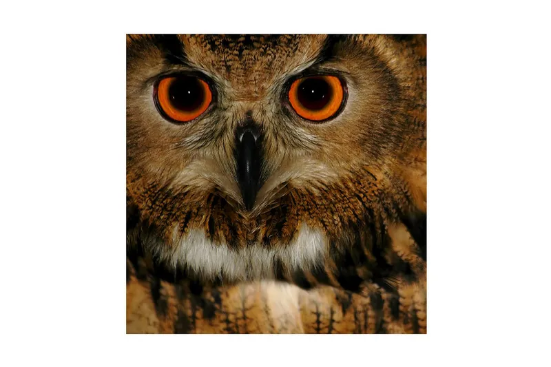 Canvas-taulu 45x45 cm - Keskittynyt pöllö intensiivisin silmin, Ruskea / Oranssi / Musta
