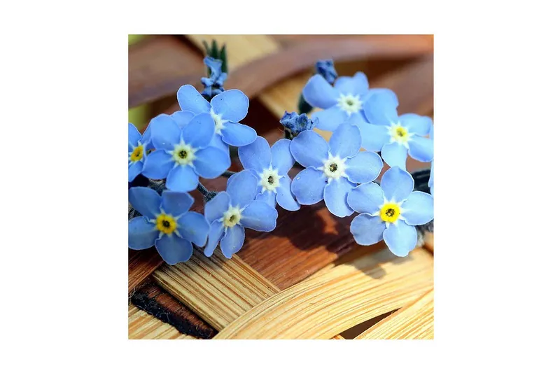 Canvas-taulu 45x45 cm - Kukka-asetelma unnikkei-kukista, Vaaleansininen / Keltainen / Valkoinen